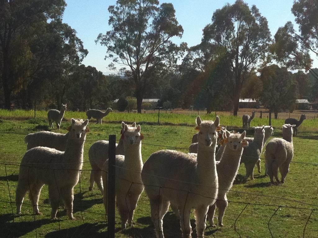Starline Alpacas Farmstay Resort Broke Exterior photo